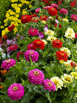 200 Mixed Colors ZINNIA POMPON Zinnia Elegans Flower Seeds