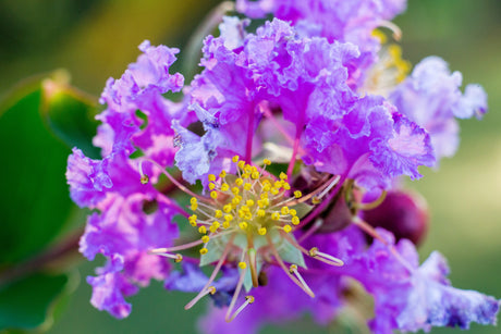 35 LILAC Light Purple CREPE MYRTLE Lagerstroemia Indica Flowering Shrub Bush Small Tree Seeds