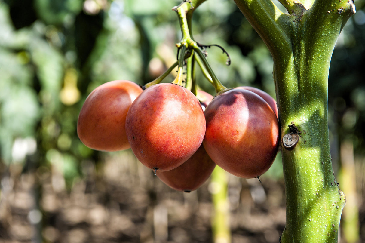 10 TAMARILLO / TREE TOMATO Cyphomandra Betacea Solanum Fruit Tree Seeds
