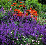 50 BLUE CATMINT Nepeta Mussinii Herb Flower Seeds