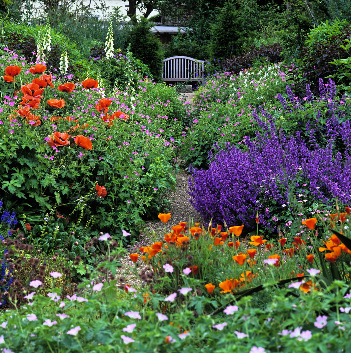 50 BLUE CATMINT Nepeta Mussinii Herb Flower Seeds