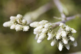 150 White PUSSYTOES Cats Paws Antennaria Flower Seeds