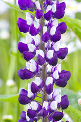 75 Mixed Colors RUSSELL LUPINE (Streamside, Bigleaf, Garden, or Washington Lupine) Lupinus Polyphyllus Flower Seeds