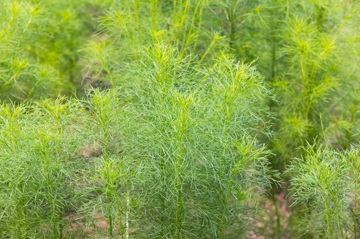 500 Organic CUMIN Cuminum Cyminum Herb Flower Seeds