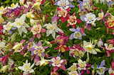 50 MCKANAS GIANT COLUMBINE Mixed Colors Aquilegia Hybrida Flower Seeds