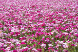 500 Pink FAREWELL TO SPRING Clarkia Elegans Godetia Flower Seeds