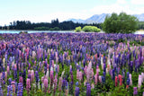 75 Mixed Colors RUSSELL LUPINE (Streamside, Bigleaf, Garden, or Washington Lupine) Lupinus Polyphyllus Flower Seeds