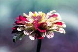 150 PEPPERMINT STICK ZINNIA Mix Mixed Colors Red Stripe Elegans Flower Seeds