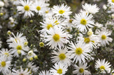 100 WHITE HEATH ASTER Prairie Ericoides Flower Seeds