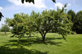 3 NEMAGUARD PEACH TREE Prunus Persica Fruit Pink Flower Seeds