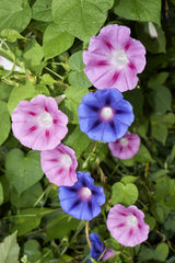 50 Mixed Colors MORNING GLORY Ipomoea Purpurea Vine Flower Seeds