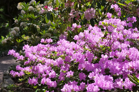 50 PINK ROYAL AZALEA Rhododendron Schlippenbachii Bush Shrub Flower Seeds