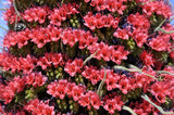 25 TOWER OF JEWELS Red Bugloss Echium Wildpretii Ruby Hummingbird Flower Seeds