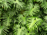 15 Lacy TREE PHILODENDRON Split Leaf Cut-leaf Selloum House Plant Seeds