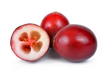 100 Perennial CRANBERRY American Vaccinium Macrocarpon Red Fruit Bush Seeds