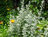200 PRAIRIE SAGE (Wormwood / Fringed Sagebrush / Sagewort) Artemisia Ludoviciana Flower Seeds