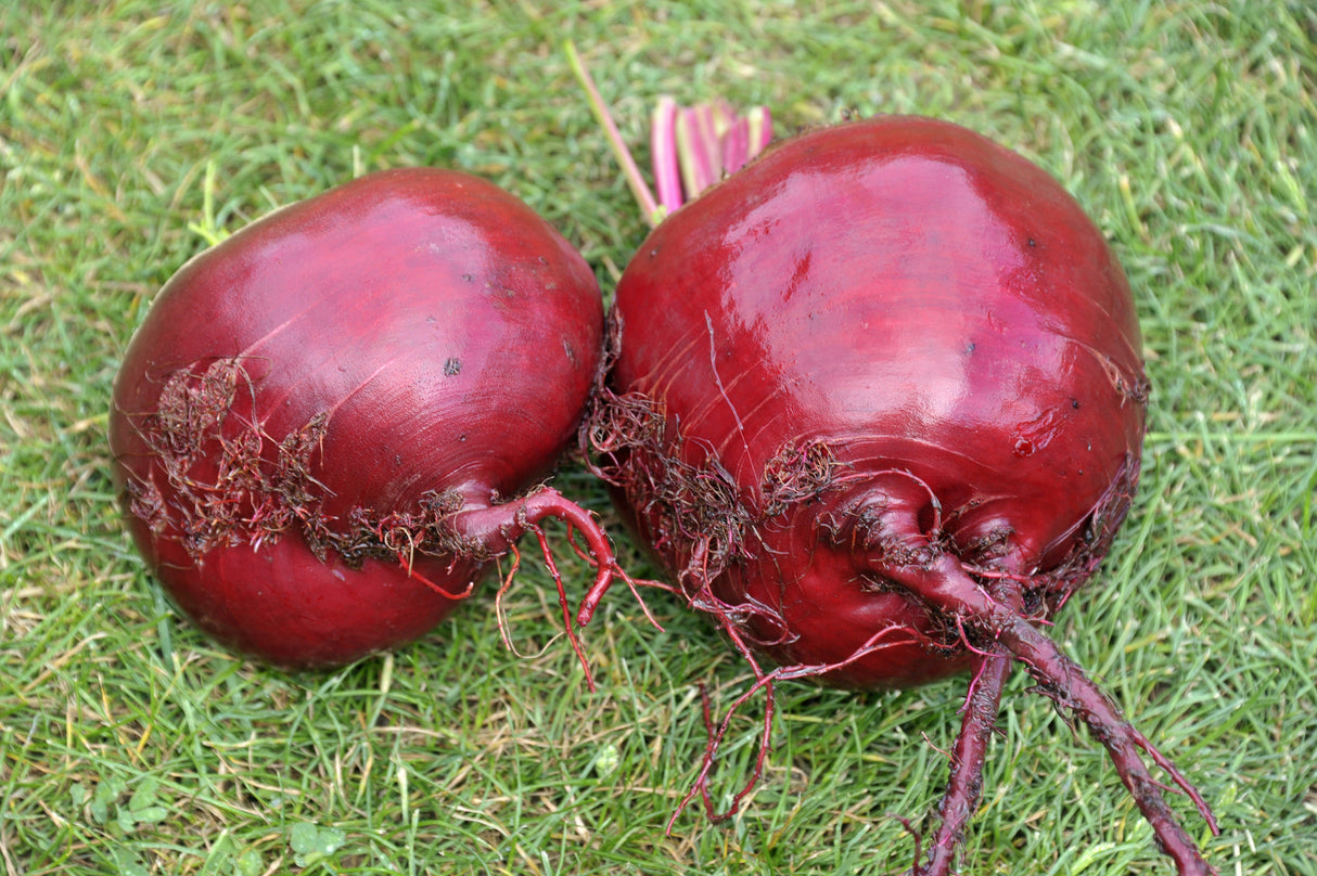 250 PIATTA D'EGITTO BEET Italian Heirloom Beta Vulgaris Cicla Vegetable Seeds