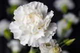50 WHITE CARNATION Dianthus Caryophyllus Grenadin Flower Seeds