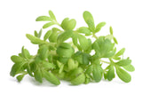 1500 WRINKLED CRINKLED CRESS Garden Lepidium Sativum Greens Vegetable Seeds
