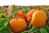 50 CONNECTICUT FIELD PUMPKIN BigTom Orange Yankee Cucurbita Pepo Vegetable Seeds