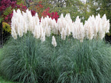 200 WHITE PAMPAS GRASS Cortaderia Selloana Ornamental Flower Seeds