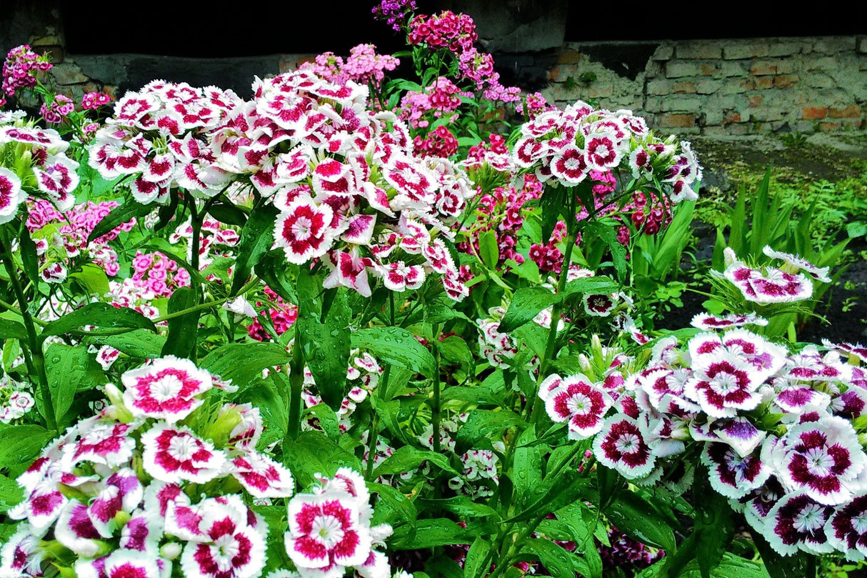 50 HOLBORN GLORY DIANTHUS Barbatus Red & White Sweet William Flower Seeds