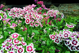 50 HOLBORN GLORY DIANTHUS Barbatus Red & White Sweet William Flower Seeds