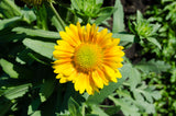 100 YELLOW GAILLARDIA (Blanket Flower / Indian Blanket) Gaillardia Aristata Flower Seeds