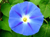 75 Blue STAR MORNING GLORY Ipomoea Tricolor Flower Vine Seeds