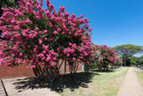35 Dark PINK CREPE MYRTLE Lagerstroemia Indica Flowering Shrub Bush Small Tree Seeds
