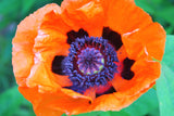 100 PRINCE of ORANGE POPPY Oriental Poppy Papaver Orientale Perennial Flower Seeds