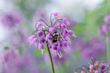 250 ALLIUM NODDING ONION Allium Cernuum Flower Seeds