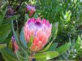 5 Giant KING PROTEA Cynaroides Sugarbush Rare 12" Flower Seeds