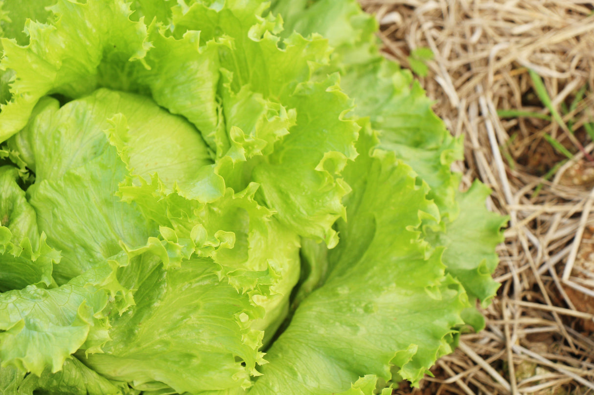 1000 GREAT LAKES LETTUCE Batavian Iceberg Lactuca Sativa Vegetable Seeds