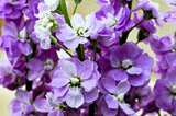 50 BLUE STOCK Matthiola Incana Ten-Week Gillyflower Seeds