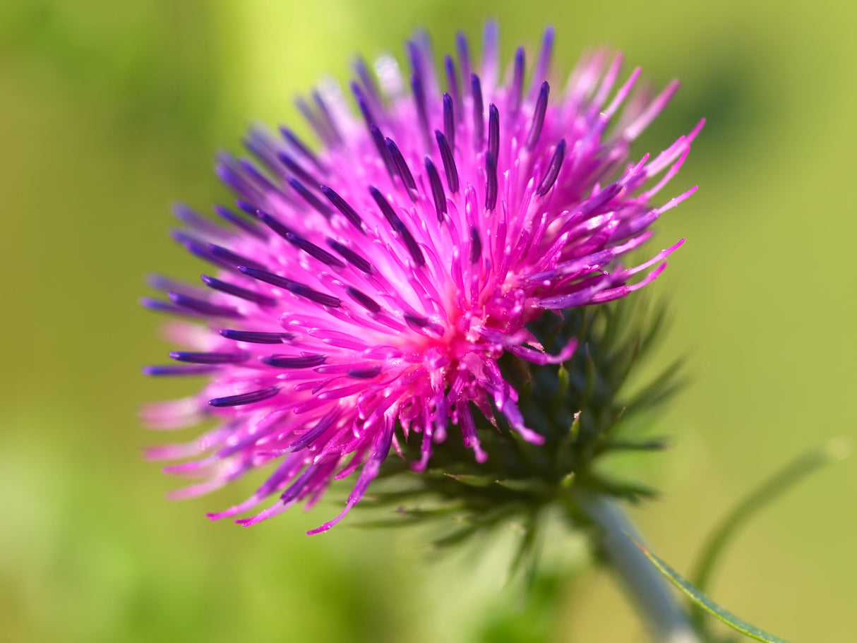 200 Great BURDOCK Arctium Lappa (Edible Burdock / Cockle-Button / Beggar's Buttons) HERB Flower Seeds