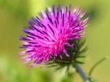 200 Great BURDOCK Arctium Lappa (Edible Burdock / Cockle-Button / Beggar's Buttons) HERB Flower Seeds