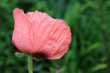 100 Princess Victoria Louise ORIENTAL POPPY Papaver Orientale Flower Seeds