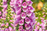 1000 FOXGLOVE EXCELSIOR MIX Digitalis Purpurea Mixed Colors Flower Seeds