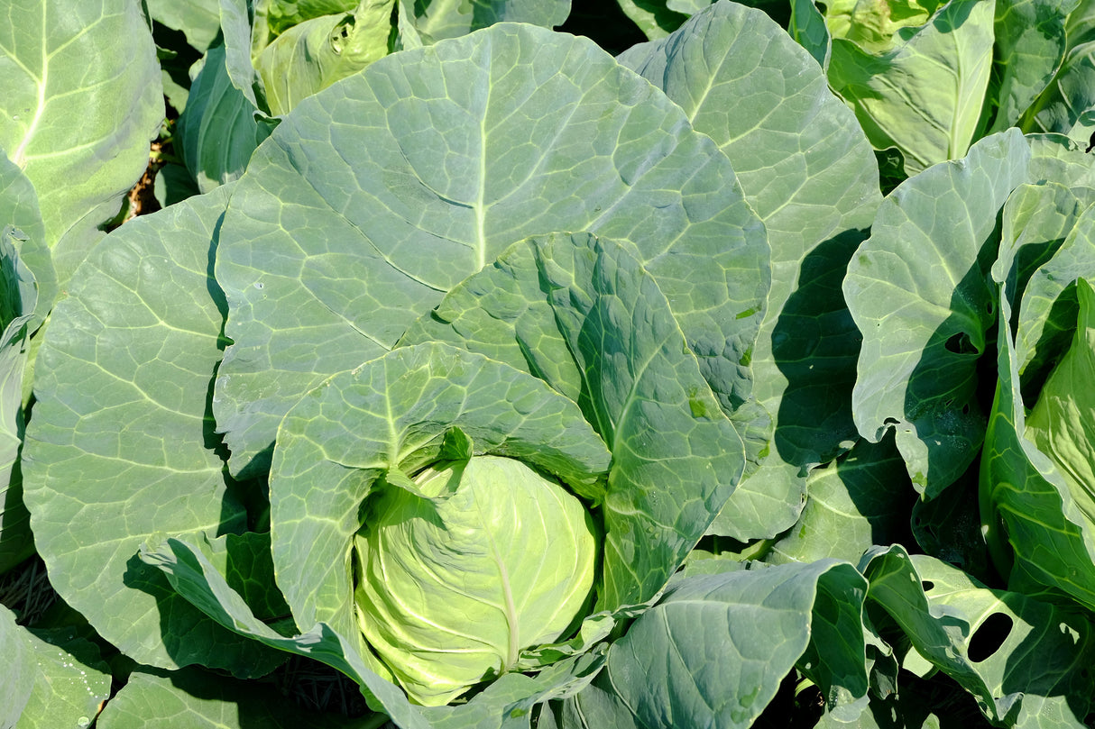 300 CHARLESTON WAKEFIELD CABBAGE Heirloom Cone Brassica Oleracea Vegetable Seeds