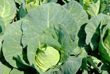300 CHARLESTON WAKEFIELD CABBAGE Heirloom Cone Brassica Oleracea Vegetable Seeds
