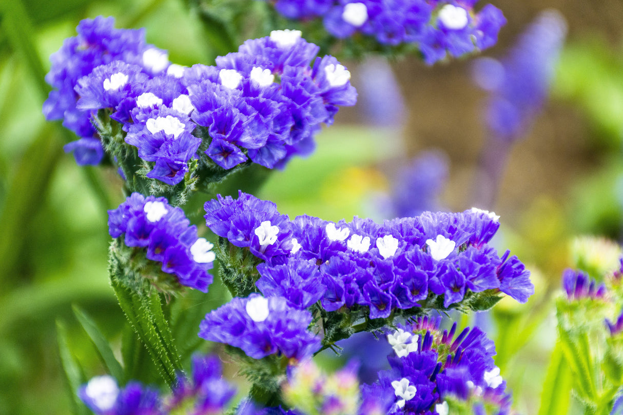 50 Pacific Mix STATICE (Sea Lavender) Mixed Colors  Limonium Sinuatum Flower Seeds