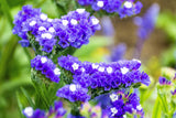 50 Pacific Mix STATICE (Sea Lavender) Mixed Colors  Limonium Sinuatum Flower Seeds