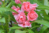 100 Mixed Dwarf TOM THUMB IMPATIENS Balsamina - Sun or Shade - Double Purple, Red, White, Pink, & Orange Flower Seeds