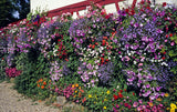 200 MIXED COLORS LOBELIA Regatta Lobelia Erinus Flower Seeds
