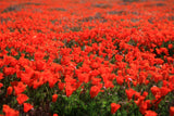 1000 MIXED Colors CALIFORNIA POPPY (Ballerina / Mission Bells) Eschscholzia Californica Flower Seeds