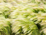 25 MEXICAN FEATHER GRASS Pony Tails Ornamental Stipa Tenuissima Nassella Seeds Wind Whisp