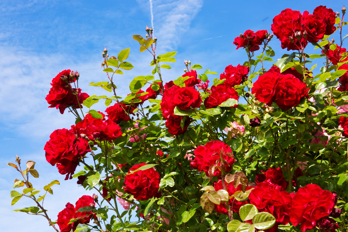 5 RED CLIMBING ROSE Rosa Bush Vine Climber Fragrant Butterfly Flower Seeds