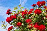 5 RED CLIMBING ROSE Rosa Bush Vine Climber Fragrant Butterfly Flower Seeds
