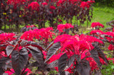 100 Tricolor EARLY SPLENDOR AMARANTHUS Hypochondricus Flower Seeds